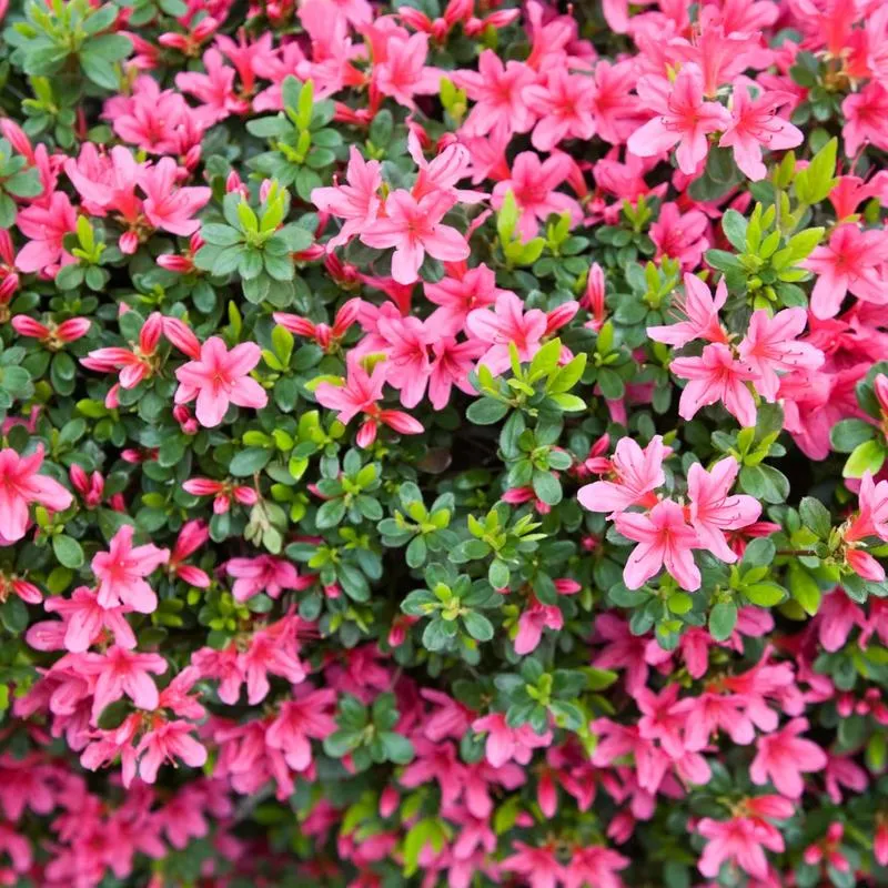 Azalia w diecie podczas karmienia piersią – co warto wiedzieć?