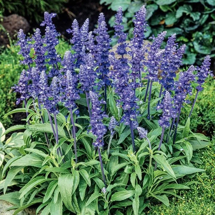 Bezpieczeństwo szałwii w ciąży – co warto wiedzieć?