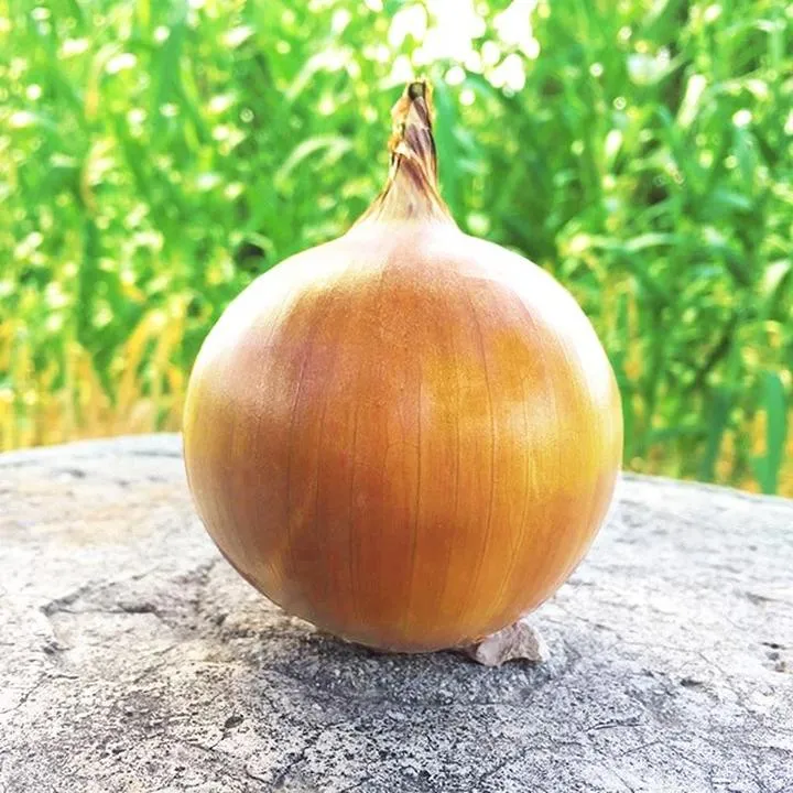 Czy roczna pociecha może jeść cebulę? Sprawdź, co mówi ekspert!