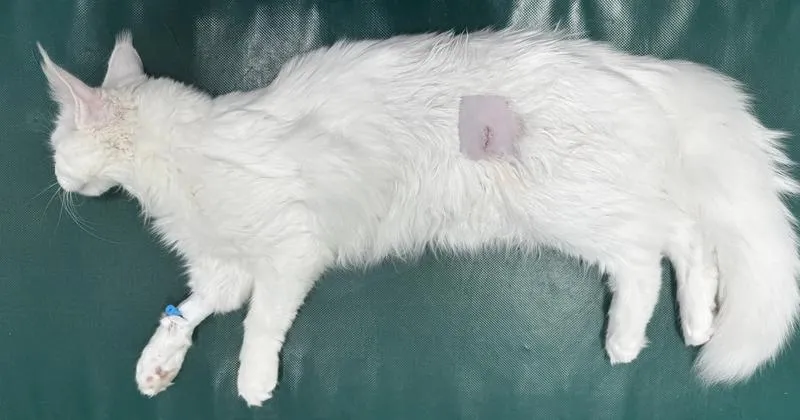 Idealny czas na sterylizację kotki po porodzie – co warto wiedzieć?