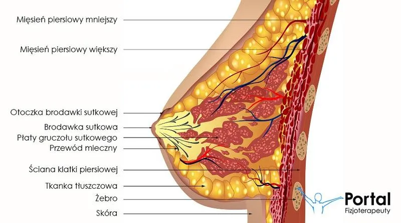 Mleko w piersiach po zakończeniu karmienia – co warto wiedzieć?