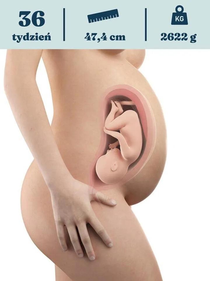 36 tydzień ciąży