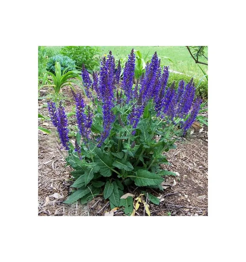 Bezpieczeństwo szałwii w ciąży