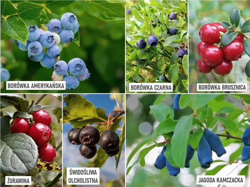 Bezpieczne owoce dla kobiet w ciąży