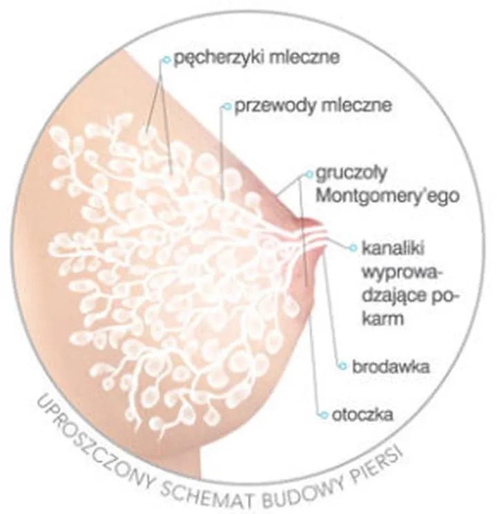 Fizjologia laktacji po odstawieniu