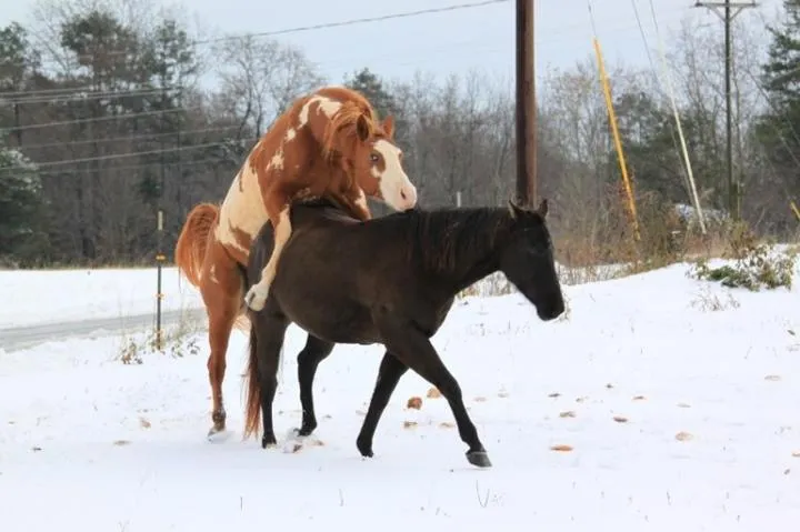 Genetyka i dobór par w hodowli koni
