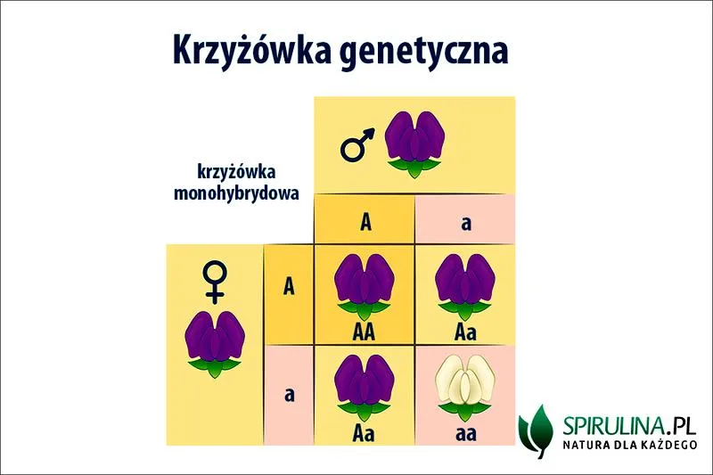 Geny a kolor oczu