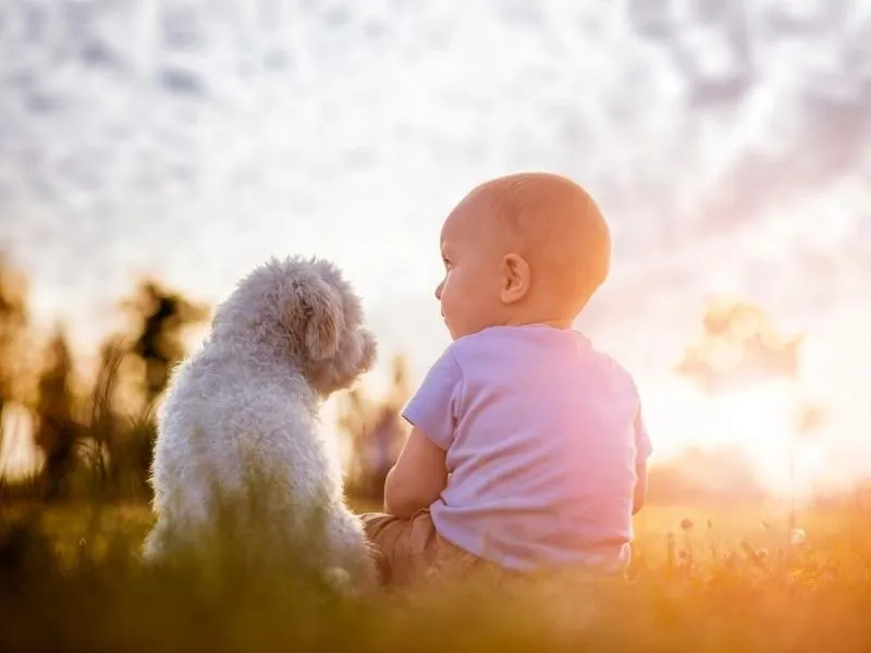 Korzyści emocjonalne z posiadania psa