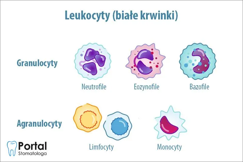 Leukocyty po porodzie