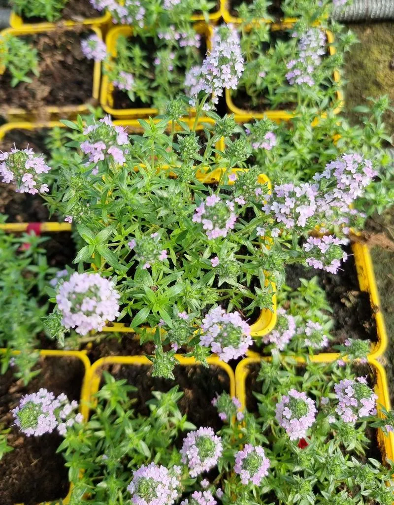 Naturalne wsparcie laktacji tymiankiem