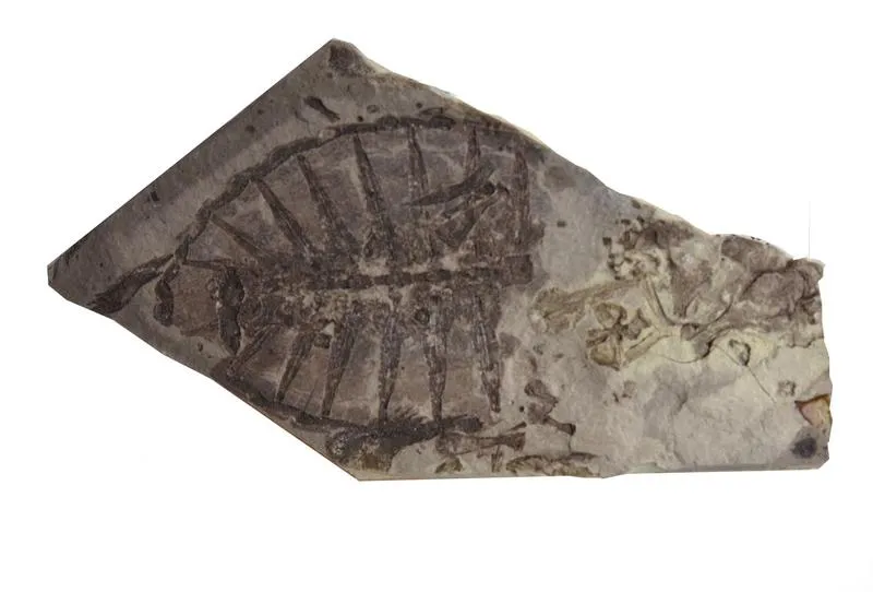 Odkrycia z jaj dinozaura