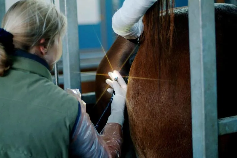 Płodność koni i żywienie