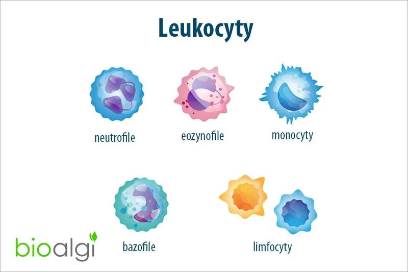 Poziom leukocytów a gojenie
