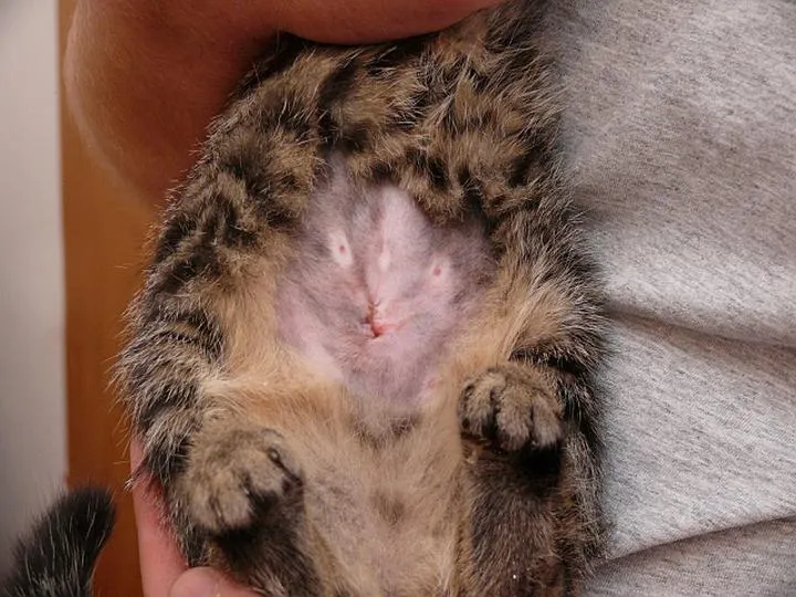 Przygotowanie kotki do zabiegu