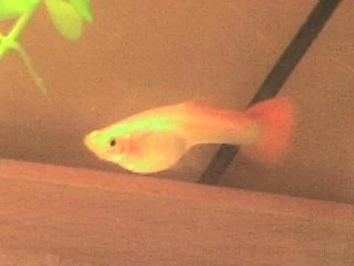 Warunki dla ciężarnej gupika