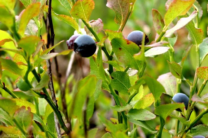 Zdrowie mam i dzieci
