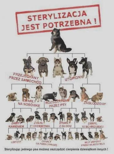 Zdrowie suczki